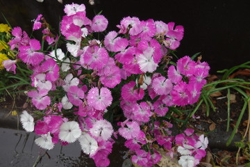 雨に濡れた紫の撫子の花