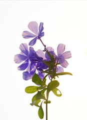 Beautiful purple flowers isolated on white background.