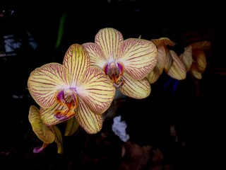 orquidea 