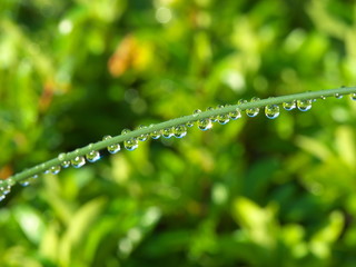 Tokyo,Japan-May 17, 2020: Water droplets on grass leaf after the midnight rain
