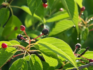 Tokyo,Japan-May 17, 2020: Closeup of fruits of cherry blossom or Somei-yoshino or Cerasus yedoensis
