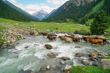 Altyn Arashan, Kyrgyzstan: Herd of cows during crossing the stream 