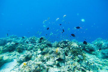 Underwater Scenery Of Mabul Island,Malaysia.