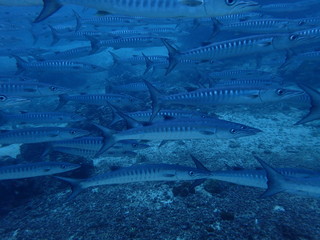 シパダンの海を泳ぐバラクーダの大群