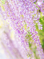 Obraz premium 藤 Wisteria 