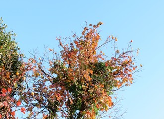 日本の田舎の風景　11月　柿の実と蔦の紅葉