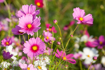 Obraz premium コスモスの花畑
