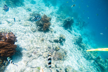 Obraz na płótnie Canvas Underwater Scenery Of Mabul Island,Malaysia.