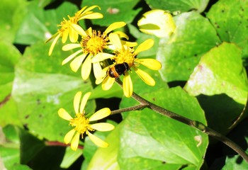 日本の田舎の風景　11月　花　ツワブキ
