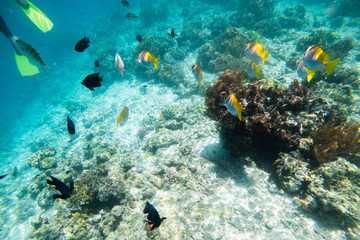 Naklejka na ściany i meble Underwater Scenery Of Mabul Island,Malaysia.