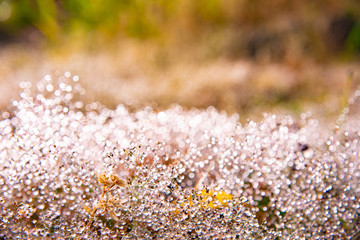 水の付いた植物