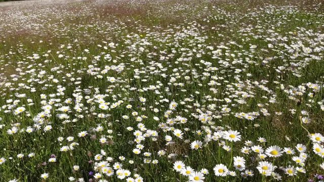 View from above and flying over a wild chamomile field in the mountains of Montenegro.