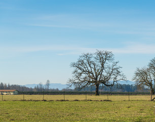 tree in field in countryside on the day.