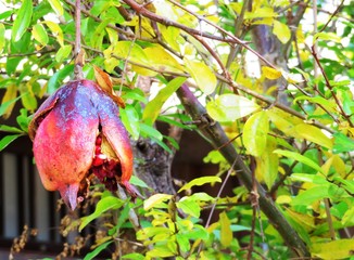 日本の田舎の風景　11月　ザクロの実の終わり