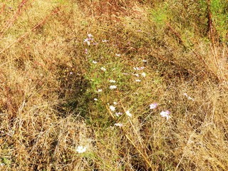 日本の田舎の風景　11月　野の花　畑のコスモスの終わり
