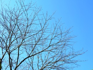 日本の田舎の風景　11月　裸木と青空