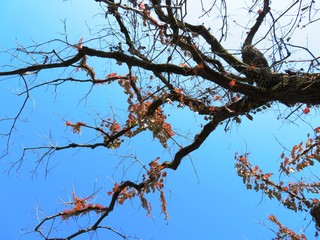 日本の田舎の風景　11月　蔦の紅葉と青空　山の木々