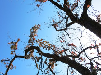 日本の田舎の風景　11月　蔦の紅葉と青空　山の木々