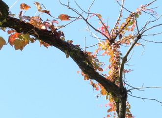 日本の田舎の風景　11月　蔦の紅葉と青空　山の木々