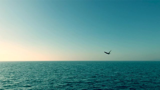 Cinemagraph of bird is flying above the ocean, seamless 4K loop video