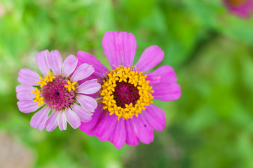 Obraz premium pink cosmos flower