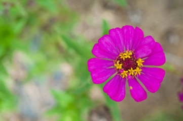purple flower in the garden