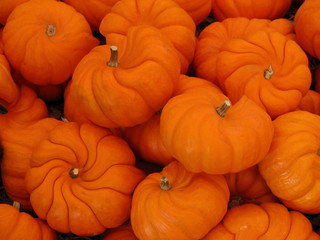 Artistic Pumpkins in Bin