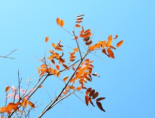 日本の田舎の風景　11月　紅葉と青空　ハゼノキ（櫨の木）