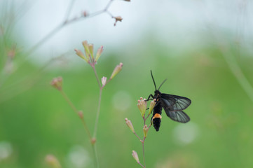 butterfly on a leaf