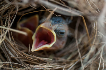 baby birds in nest