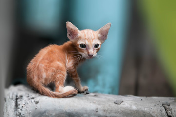 red cat on a fence