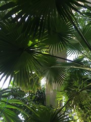 Fototapeta premium Big tropical leaves in a forrest botanical garden