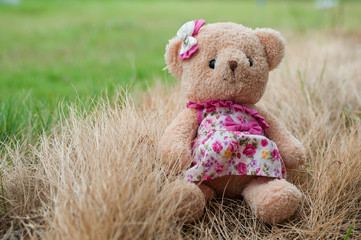 teddy bear in a field