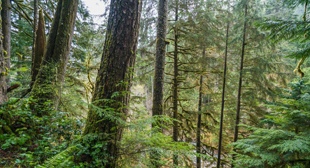 Fototapeta na wymiar plenty forest in Olympic national park area,Washington,usa.