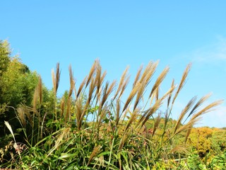 日本の田舎の風景　11月　すすきと山と青空