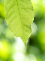 新緑のフジの葉