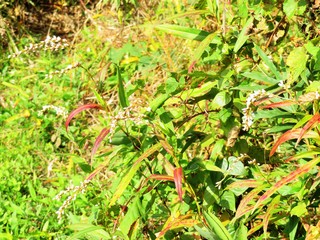 日本の田舎の風景　11月　野の花　ヤナギタデ（柳蓼）　紅葉