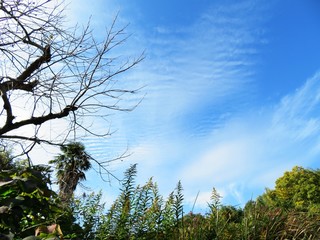 日本の田舎の風景　11月　柿の木と青空とうろこ雲