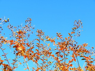 日本の田舎の風景　11月　紅葉と青空とうろこ雲　サルスベリ