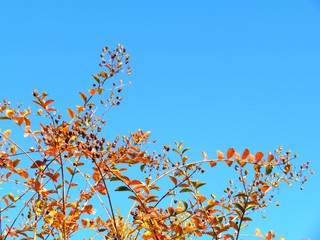 日本の田舎の風景　11月　紅葉と青空とうろこ雲　サルスベリ