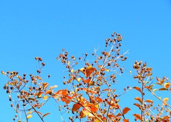 日本の田舎の風景　11月　紅葉と青空とうろこ雲　サルスベリ