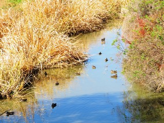 日本の田舎の風景　11月　川辺の草叢　水鳥