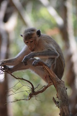 Little Monkey on A Tree