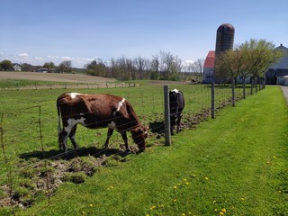 cattle on a farm
