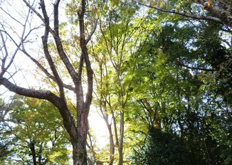 日本の田舎の風景　11月　黄葉と木漏れ日