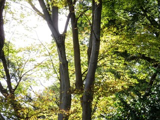 日本の田舎の風景　11月　黄葉と木漏れ日