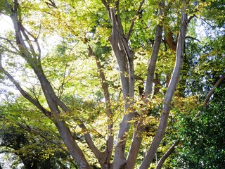 日本の田舎の風景　11月　黄葉と木漏れ日