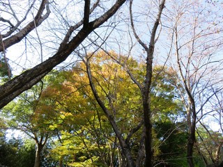 日本の田舎の風景　11月　黄葉