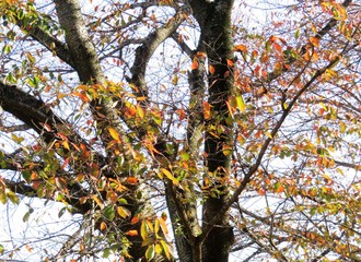 日本の田舎の風景　11月　紅葉と青空　桜