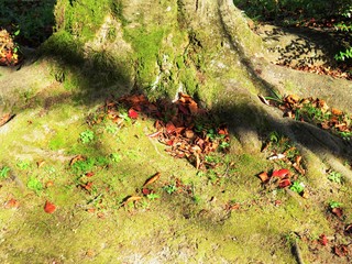 日本の田舎の風景　11月　落ち葉と木陰